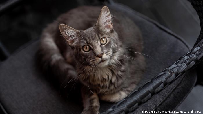 Gatos domésticos son capaces de rastrear la «presencia invisible» de sus dueños Gatos domésticos son capaces de rastrear la