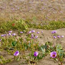 Desierto florido: el “milagro” chileno que destacan medios de comunicación de todo el mundo