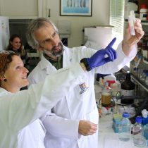 Investigadores chilenos hacen antibiótico a partir del erizo negro de mar
