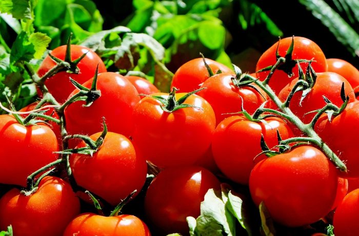 Científicos advierten sobre el costo ambiental de comer tomates todo el año