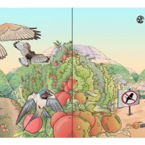 Estudio científico: aves silvestres ayudan a disminuir plagas y mejorar cultivos