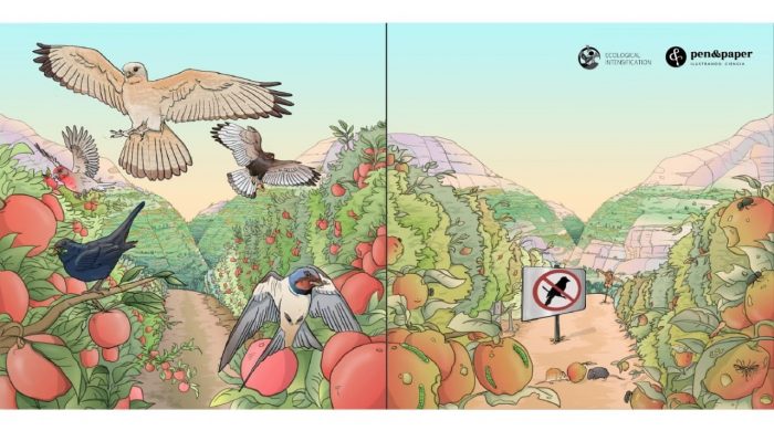 Estudio científico: aves silvestres ayudan a disminuir plagas y mejorar cultivos