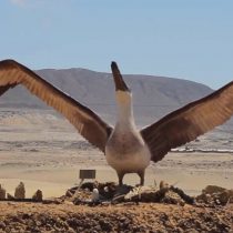 Desierto de Atacama, un laboratorio paleontológico de interés mundial en el norte de Chile