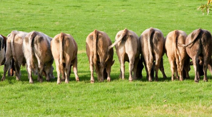 Medidas para reducir el metano emitido por el ganado: ¿cuáles son efectivas y cuáles no?