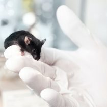 Experimentación animal, una práctica extremadamente regulada e indispensable para el avance científico