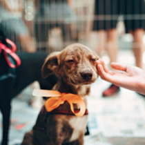 Jornada de adopciones, show canino y chipeos gratuitos