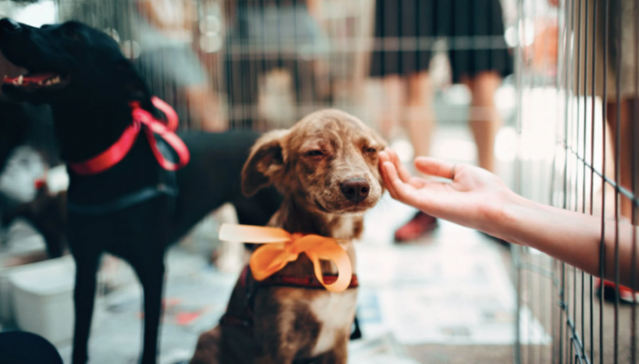 Jornada de adopciones, show canino y chipeos gratuitos Jornada de adopciones, show canino y chipeos gratuitos