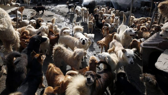 Corea del Sur creará un comité para estudiar si ilegaliza la carne de perro