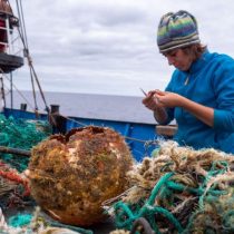 Las especies que han colonizado la gigantesca 