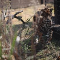 Crean santuario de jaguares en México para admirar y aprender de la especie