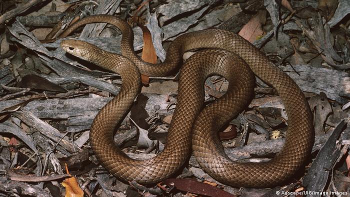 El fenómeno de La Niña causa plaga de serpientes y arácnidos en Australia