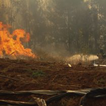 Incendio forestal en Quillón: Gobierno decreta Emergencia Agrícola a toda la zona