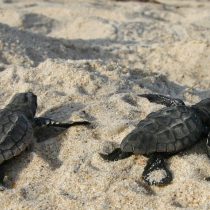 ¿Podrán navegar las tortugas marinas entre las amenazas de los humanos?