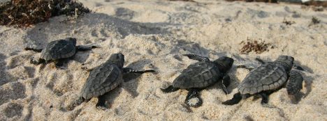 Las tortugas marinas solo son fieles a su playa (y eso condiciona el sexo  de las crías) - El Mostrador