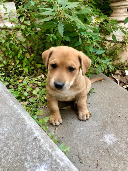 Proyecto busca darle hogar a perros y gatos y educar sobre tenencia responsable Proyecto busca darle hogar a perros y gatos y educar sobre tenencia responsable