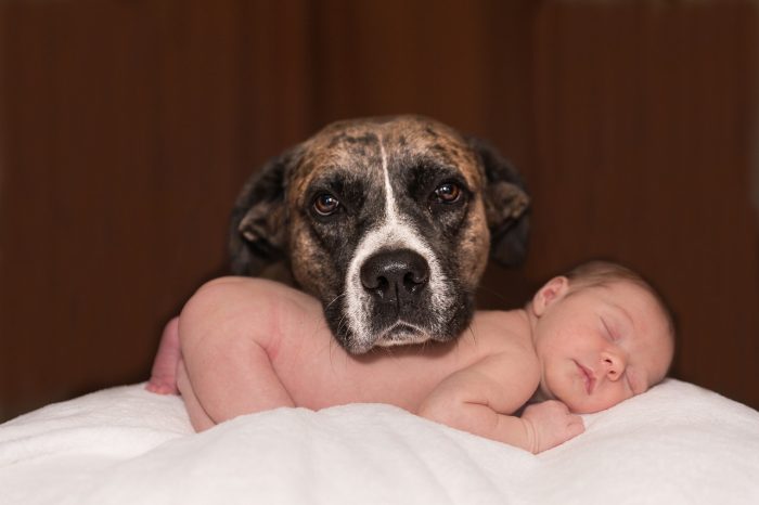 ¿Cómo preparar a una mascota para la llegada de un bebé a la familia?