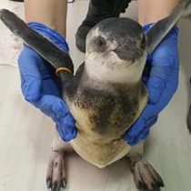 Más de 6.700 pingüinos llegaron a las costas de Brasil este año