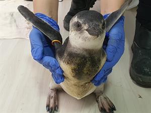 Más de 6.700 pingüinos llegaron a las costas de Brasil este año