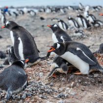 Microplásticos en pingüinos antárticos, la basura silenciosa