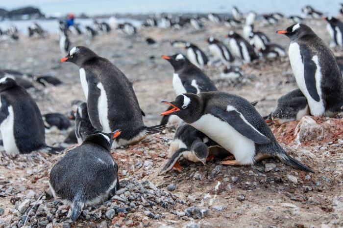 Microplásticos en pingüinos antárticos, la basura silenciosa