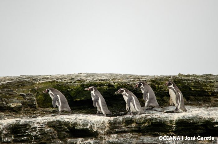 Alianza Humboldt: “Mientras esté la amenaza de Dominga y Cruz Grande el Archipiélago no estará protegido” Alianza Humboldt: “Mientras esté la amenaza de Dominga y Cruz Grande el Archipiélago no estará protegido”