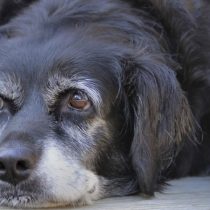 Mascotas geriátricas: cómo mejorar la calidad de vida en la vejez de nuestros perros y gatos
