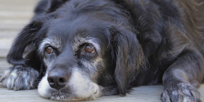 Mascotas geriátricas: cómo mejorar la calidad de vida en la vejez de nuestros perros y gatos