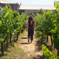 La apuesta por vinos orgánicos, enoturismo sustentable y desarrollo de la economía local campesina