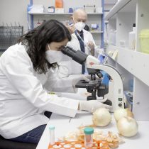 Investigadores chilenos descubren en la cáscara de la cebolla el más potente antioxidante conocido hasta ahora