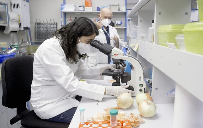 Investigadores chilenos descubren en la cáscara de la cebolla el más potente antioxidante conocido hasta ahora