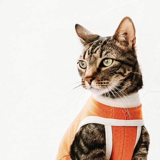 ¿Cómo cuidar a tu perro o gato después de la esterilización? ¿Cómo cuidar a tu perro o gato después de la esterilización?