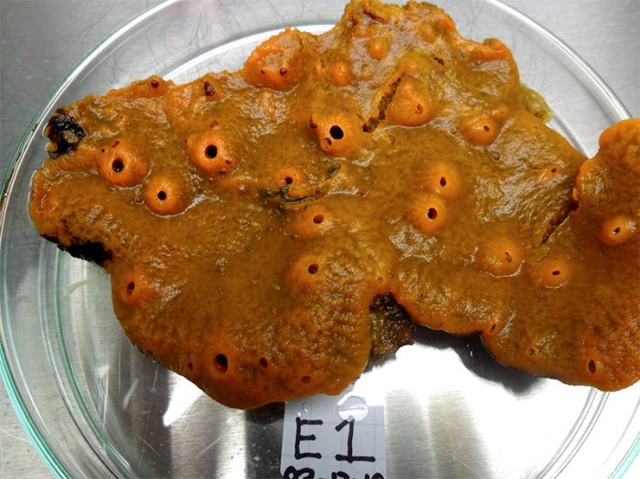 Científicos descubrieron cuatro nuevas especies de hongos en la Antártica Científicos descubrieron cuatro nuevas especies de hongos en la Antártica