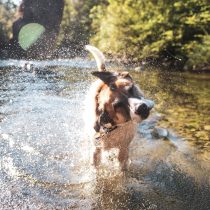 Ola de calor: ¿es recomendable rapar a los perros ante las altas temperaturas?