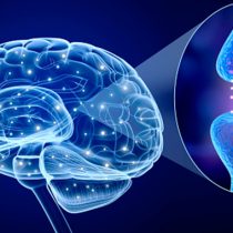 Científica chilena estudia patologías para lograr rejuvenecimiento del cerebro
