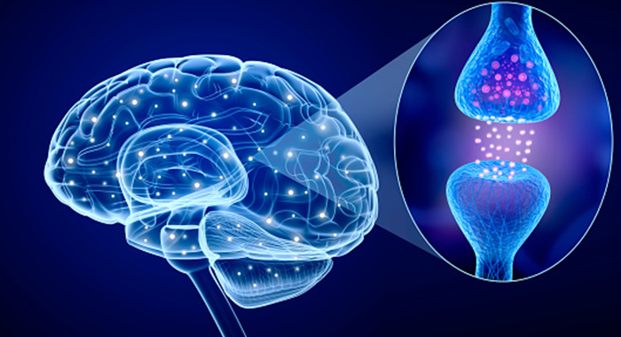 Científica chilena estudia patologías para lograr rejuvenecimiento del cerebro Científica chilena estudia patologías para lograr rejuvenecimiento del cerebro