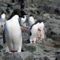 Nueva colonia de pingüinos hallada en la Antártida preocupa a los científicos