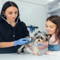 La importancia de la esterilización canina