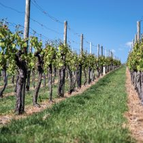 Región de Ñuble: más de 70 pymes vitivinícolas del Valle del Itata serán beneficiadas con Acuerdo de Producción Limpia