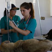 Salud mental en mujeres veterinarias: »Está bien no estar bien»