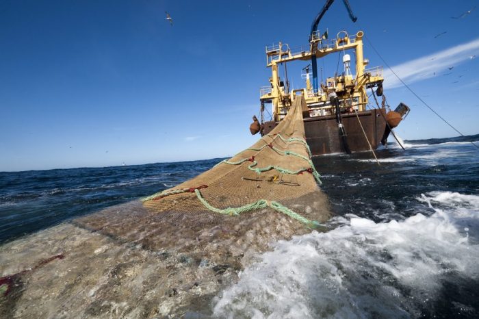 Los peces del mar chileno se están agotando: informe oficial revela que 57% de las especies  se encuentra en estado crítico