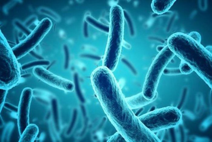 Científicos chilenos exploran alternativas para neutralizar amenaza de bacterias