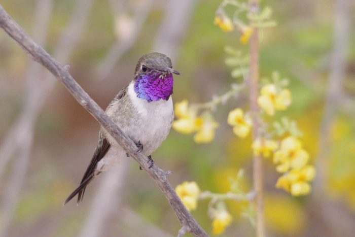 Picaflor de Arica: Publican Plan de Recuperación, Conservación y Gestión para especie en peligro crítico de extinción