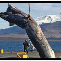 Mes del Mar: envían a basurero municipal a ballena colisionada en área salmonera eludiendo normativa internacional