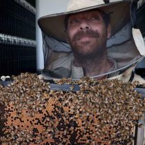 Empresa emergente en Israel crea colmenas robóticas para evitar colapso de las colonias de abejas