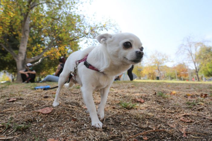 Unión Europea exige cuarentena a mascotas de contagiados de la viruela del mono Unión Europea exige cuarentena a mascotas de contagiados de la viruela del mono
