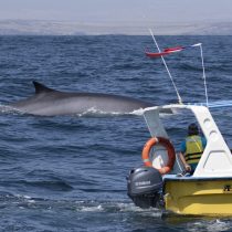 Proyectan que algunas especies de la Región de Coquimbo podrían desaparecer