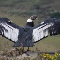 Rompiendo mitos de la Ley SBAP por la urgencia de proteger parques y especies nativas de Chile