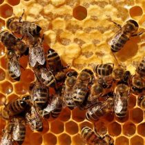 Miel y apicultura: creando productos de calidad a partir de un manejo sostenible