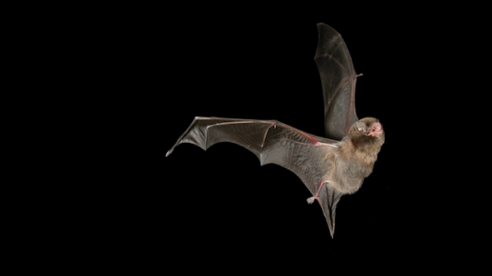 Si los murciélagos transmiten tantos virus, ¿por qué no acabamos con ellos?