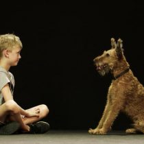 Estudio asegura que los perros regulan su comportamiento de forma similar a los humanos